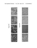 SUPPORTING MATERIAL FOR CELL SHEET diagram and image