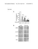 NICLOSAMIDE FOR THE TREATMENT OF CANCER METASTASIS diagram and image