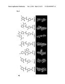 NICLOSAMIDE FOR THE TREATMENT OF CANCER METASTASIS diagram and image