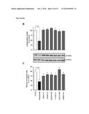 NICLOSAMIDE FOR THE TREATMENT OF CANCER METASTASIS diagram and image