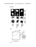 NICLOSAMIDE FOR THE TREATMENT OF CANCER METASTASIS diagram and image