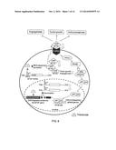 METHODS AND PHARMACEUTICAL COMPOSITIONS FOR REGULATION OF G- AND/OR     GC-RICH NUCLEIC ACID EXPRESSION diagram and image