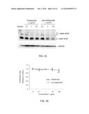 METHODS AND PHARMACEUTICAL COMPOSITIONS FOR REGULATION OF G- AND/OR     GC-RICH NUCLEIC ACID EXPRESSION diagram and image