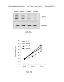 METHODS AND PHARMACEUTICAL COMPOSITIONS FOR REGULATION OF G- AND/OR     GC-RICH NUCLEIC ACID EXPRESSION diagram and image