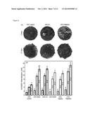 BONE PASTES COMPRISING BIOFUNCTIONALIZED CALCIUM PHOSPHATE CEMENTS WITH     ENHANCED CELL FUNCTIONS FOR BONE REPAIR diagram and image