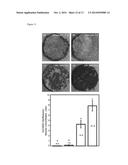 BONE PASTES COMPRISING BIOFUNCTIONALIZED CALCIUM PHOSPHATE CEMENTS WITH     ENHANCED CELL FUNCTIONS FOR BONE REPAIR diagram and image