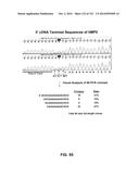 METAPNEUMOVIRUS STRAINS AND THEIR USE IN VACCINE FORMULATIONS AND AS     VECTORS FOR EXPRESSION OF ANTIGENIC SEQUENCES diagram and image