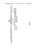 METAPNEUMOVIRUS STRAINS AND THEIR USE IN VACCINE FORMULATIONS AND AS     VECTORS FOR EXPRESSION OF ANTIGENIC SEQUENCES diagram and image