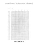 METAPNEUMOVIRUS STRAINS AND THEIR USE IN VACCINE FORMULATIONS AND AS     VECTORS FOR EXPRESSION OF ANTIGENIC SEQUENCES diagram and image