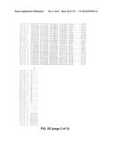 METAPNEUMOVIRUS STRAINS AND THEIR USE IN VACCINE FORMULATIONS AND AS     VECTORS FOR EXPRESSION OF ANTIGENIC SEQUENCES diagram and image