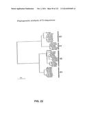 METAPNEUMOVIRUS STRAINS AND THEIR USE IN VACCINE FORMULATIONS AND AS     VECTORS FOR EXPRESSION OF ANTIGENIC SEQUENCES diagram and image