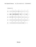 METAPNEUMOVIRUS STRAINS AND THEIR USE IN VACCINE FORMULATIONS AND AS     VECTORS FOR EXPRESSION OF ANTIGENIC SEQUENCES diagram and image