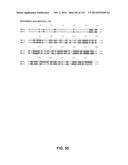 METAPNEUMOVIRUS STRAINS AND THEIR USE IN VACCINE FORMULATIONS AND AS     VECTORS FOR EXPRESSION OF ANTIGENIC SEQUENCES diagram and image