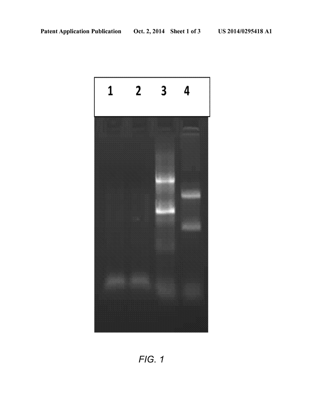 METHODS AND COMPOSITIONS FOR IMPROVING REMOVAL OF RIBOSOMAL RNA FROM     BIOLOGICAL SAMPLES - diagram, schematic, and image 02