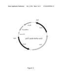 FUNGAL CELLS AND FERMENTATION PROCESSES diagram and image