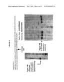 Glucanases, Nucleic Acids Encoding Them and Methods for Making and Using     Them diagram and image