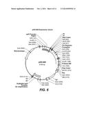 MODIFIED PROTEASES diagram and image