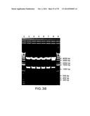 USE OF MULTIPLE RECOMBINATION SITES WITH UNIQUE SPECIFICITY IN     COMBINATIONAL CLONING diagram and image