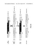 USE OF MULTIPLE RECOMBINATION SITES WITH UNIQUE SPECIFICITY IN     COMBINATIONAL CLONING diagram and image