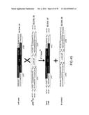 USE OF MULTIPLE RECOMBINATION SITES WITH UNIQUE SPECIFICITY IN     COMBINATIONAL CLONING diagram and image