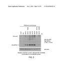 Use Of siRNA To Achieve Down Regulation Of An Endogenous Gene In     Combination With The Use of A Sense Construct To Achieve Expression Of A     Polynucleotide diagram and image