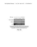 Use Of siRNA To Achieve Down Regulation Of An Endogenous Gene In     Combination With The Use of A Sense Construct To Achieve Expression Of A     Polynucleotide diagram and image