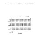 Use Of siRNA To Achieve Down Regulation Of An Endogenous Gene In     Combination With The Use of A Sense Construct To Achieve Expression Of A     Polynucleotide diagram and image