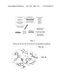 Cyclin Based Inhibitors of CDK2 and CDK4 diagram and image