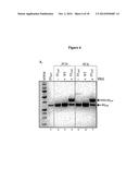 Modified Human Plasma Polypeptide or Fc Scaffolds and Their Uses diagram and image