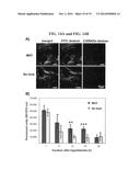 GOLD-IN-SILICON NANOASSEMBLY FOR THERMAL THERAPY AND METHODS OF USE diagram and image