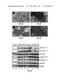 PIK3CA H1047R Knock-In Non-Human Animal Breast Cancer Model diagram and image