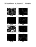 PIK3CA H1047R Knock-In Non-Human Animal Breast Cancer Model diagram and image