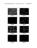 PIK3CA H1047R Knock-In Non-Human Animal Breast Cancer Model diagram and image