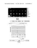 PIK3CA H1047R Knock-In Non-Human Animal Breast Cancer Model diagram and image