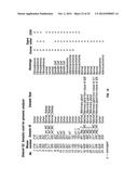 PIK3CA H1047R Knock-In Non-Human Animal Breast Cancer Model diagram and image