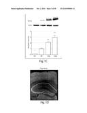 ANIMAL MODEL OF AUTISM diagram and image