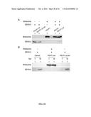 MODIFIED ARTHROPOD AND METHOD OF USE diagram and image