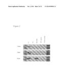 TRANSGENIC CHICKENS WITH AN INACTIVATED ENDOGENOUS GENE LOCUS diagram and image