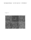 TRANSGENIC CHICKENS WITH AN INACTIVATED ENDOGENOUS GENE LOCUS diagram and image