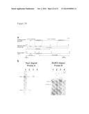 TRANSGENIC CHICKENS WITH AN INACTIVATED ENDOGENOUS GENE LOCUS diagram and image