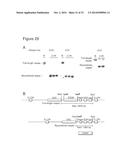 TRANSGENIC CHICKENS WITH AN INACTIVATED ENDOGENOUS GENE LOCUS diagram and image