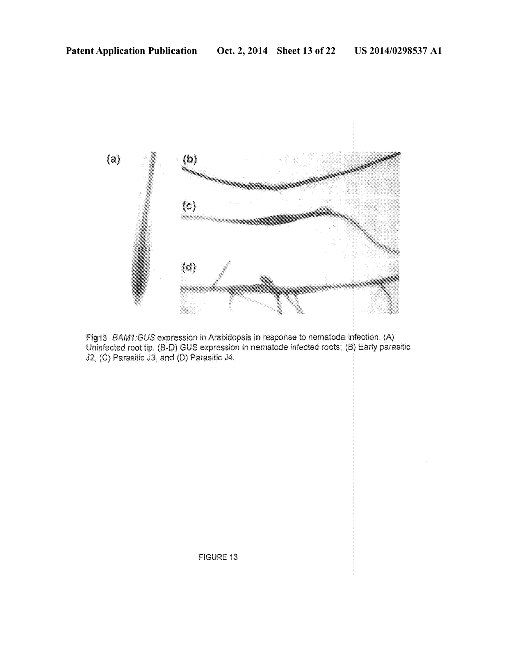 Crop Resistance to Nematodes - diagram, schematic, and image 14