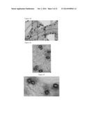 PLANT CO2 SENSORS, NUCLEIC ACIDS ENCODING THEM, AND METHODS FOR MAKING AND     USING THEM diagram and image