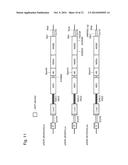 MUTANT REPLICON DERIVED FROM GENOME OF HEPATITIS C VIRUS J6CF STRAIN diagram and image