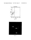 MICROVESICLES CARRYING SMALL INTERFERING RNAS PREPARATION METHODS AND USES     THEREOF diagram and image