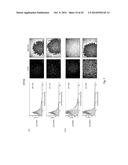 PHARMACEUTICAL COMPOSITION FOR TREATING CANCER USING CARBONATE APATITE     NANOPARTICLES diagram and image