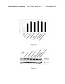 DRUG SCREENING METHOD, DRUGS PROMOTING EXTRACELLULAR MATRIX CROSSLINKING     AND THE APPLICATIONS THEREOF diagram and image