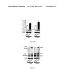 DRUG SCREENING METHOD, DRUGS PROMOTING EXTRACELLULAR MATRIX CROSSLINKING     AND THE APPLICATIONS THEREOF diagram and image