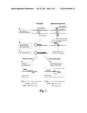 METHODS AND KITS FOR SELECTIVELY AMPLIFYING, DETECTING OR QUANTIFYING     TARGET DNA WITH SPECIFIC END SEQUENCES diagram and image