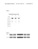 ENDOGLYCOSIDASE FROM STREPTOCOCCUS PYOGENES AND METHODS USING IT diagram and image